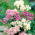 Columbine Meadow Rue blandade frön - Thalictrum aquilegiifolium - 100 frön - Thalictrum aquilegifolium