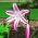 Crinum Cintho Alfa