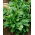 Ruccola - 200 frø - Eruca vesicaria