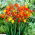 Crocosmia - mix - csomag 10 darab