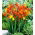 Crocosmia - mix - csomag 10 darab