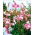 Giglio Anastasia - Lilium Anastasia