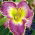 Daylily Bestseller - 
