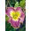 Daylily Bestseller - 