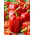 Paprika - Granova - 70 seemned - Capsicum L.