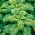 羽衣甘蓝“Cadet” - 高大的卷曲叶子 -  600粒种子 - Brassica oleracea L. var. sabellica L. - 種子