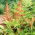 Orientalisk ladyfern - Brillance Höst - plantor; Japansk målad ormbunke