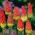 Hehkusoihtulilja - Red Hot Poker - Kniphofia
