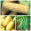 Ortaggi per consociazioni - Set no. 3 - semi di 3 specie - 