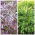 Mizuna - set of seeds of 2 vegetable plants' varieties