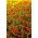 Marigold Red Gem seeds - Tagetes tenuifolia - 600 seeds