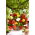 Begonia Pendula Cascade Mix - 2 bulbi - Begonia ×tuberhybrida pendula