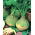 Kålroe – Seaside - 7000 frø - Brassica napus L. var. Napobrassica