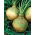 Rutabaga "Kaszubska" - s nízkymi požiadavkami na pôdu - Brassica napus L. var. Napobrassica - semená