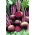 Rdeča pesa "Granata F1" - Beta vulgaris - semena