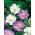 Caucazian flori - selecție varietate; pincushion floare, scabioză caucaziană - 21 semințe - Scabiosa caucasica