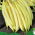 Pole yellow French bean "Monte Gusto"