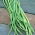 Cowpea "Sperling's Liane" - Vigna sinesis - biji