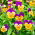 Pensamiento cornudo "Naranja Púrpura"; violeta cornuda - 20 semillas - Viola cornuta