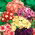 Éves Phlox, Drummond Phlox vegyes magjai - Phlox drummondii - 250 mag - magok