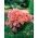 Sommerazalee, Godetia "Orange Glory" - 1350 Samen