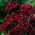 Sweet William Black Magic seeds - Dianthus barbatus - 450 semillas
