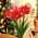 Hippeastrum Pasadena