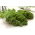 Kale "Vitessa" - pale green, medium tall - 600 seeds