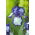 Iris germanica Blue and White - bebawang / umbi / akar