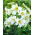 Giglio - Regale - Lilium
