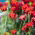 Amapola escarlata caucásica "Mariquita" - 3080 semillas - Papaver commutatum