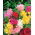 Malva real - Majorette - mix - Althaea rosea - semillas