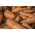Morcov furajer "Krystyna" - 500 g - 