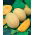 Melon - Junior - 35 seemned - Cucumis melo L.