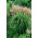 Maiden silvergrass - Extremul Orient - 