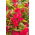 Balsamine des jardins - Karla - Impatiens balsamina - graines
