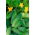 Gurka - Izyd - 250 frön - Cucumis sativus