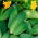 Gurka - Izyd - 250 frön - Cucumis sativus