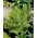 Athyrium - Ostrich Plume