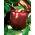 Paprikat - Sweet Chocolate - makea - 75 siemenet - Capsicum L.