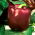 Paprikat - Sweet Chocolate - makea - 75 siemenet - Capsicum L.