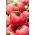 Tomate - Rodeo - Lycopersicon esculentum Mill  - semillas
