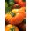 Tomato "Orange Wellington" - orange, greenhouse variety