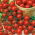 Körsbärstomat - Red Temptation  - 480 frön - Lycopersicon esculentum Mill