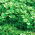 Baby Leaf - Vihannesportulakka - Portulaca oleracea - siemenet