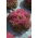 Roter Blattsalat "Crimson" - 