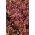 Blatt, rot-grüner Salat "Flamenco" - 