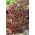 Lattuga - Lollo Rossa - 950 semi - Lactuca Sativa L. var. capitata