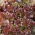 Lattuga - Lollo Rossa - 950 semi - Lactuca Sativa L. var. capitata
