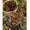 BIO Sla - Foliosa - Red Salad Bowl - 518 zaden - Lactuca sativa var. foliosa